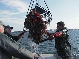 Oyster dredge with oysters and red sponges